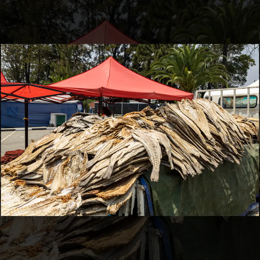galeria_eh28.webp